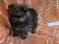 JUDY G   Pink Rib, a female Pomeranian for sale in Weatherford, TX – 8 of 9