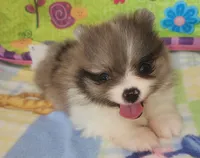 SUMMER, a female Pomeranian for sale in Weatherford, TX – 1 of 8