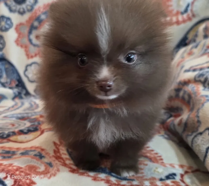 BARBIE  orange ribbon – Pomeranian puppy for sale in Weatherford, TX