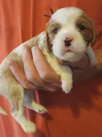 Devon, a male Cavalier King Charles Spaniel for sale in Weatherford, TX – Photo 3 of 3