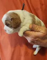 Devon, a male Cavalier King Charles Spaniel for sale in Weatherford, TX – Photo 2 of 3