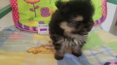CRUISE     Purple ribbon, a male Pomeranian for sale in Weatherford, TX – 3 of 6