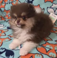DUDE  Green Rib, a male Pomeranian for sale in Weatherford, TX – 6 of 9