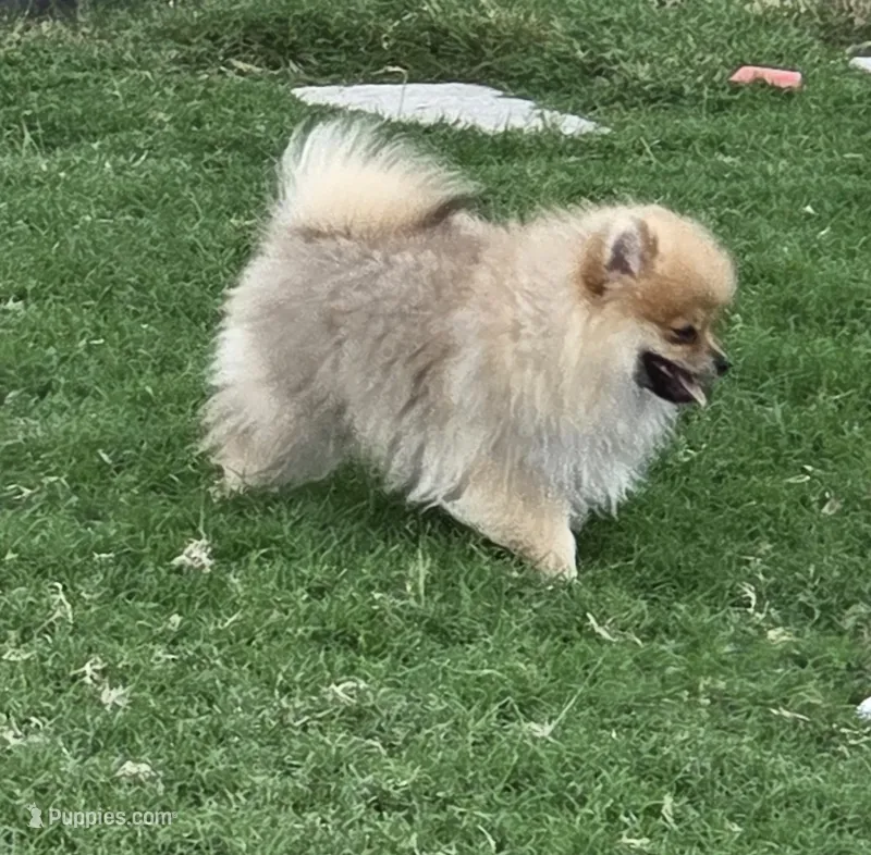 SEADOO  Blue Rib – Pomeranian puppy for sale in Weatherford, TX