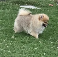 SEADOO  Blue Rib, a male Pomeranian for sale in Weatherford, TX – 1 of 10