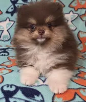 DUDE  Green Rib, a male Pomeranian for sale in Weatherford, TX – 7 of 9