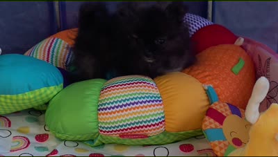 SANDY   Red Rib, a female Pomeranian for sale in Weatherford, TX – 9 of 9