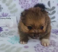 GRACE KELLY, a female Pomeranian for sale in Weatherford, TX – 4 of 7