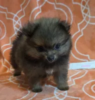 JUDY G   Pink Rib, a female Pomeranian for sale in Weatherford, TX – 2 of 9