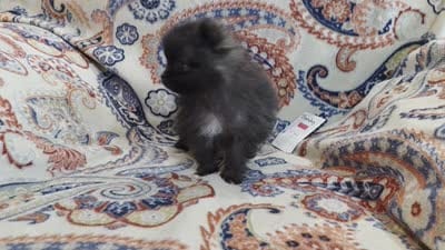 SANDY   Red Rib, a female Pomeranian for sale in Weatherford, TX – 10 of 10