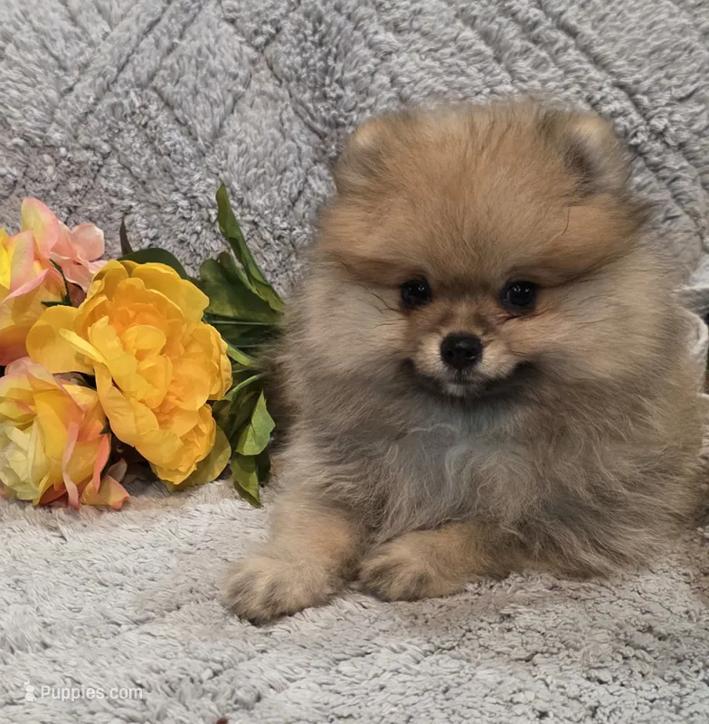 SEADOO  Blue Rib – Pomeranian puppy for sale in Weatherford, TX