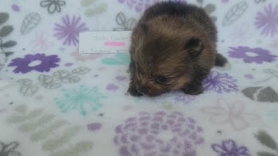 JUDY GARLAND, a female Pomeranian for sale in Weatherford, TX – 1 of 1