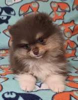 DUDE  Green Rib, a male Pomeranian for sale in Weatherford, TX – 1 of 9
