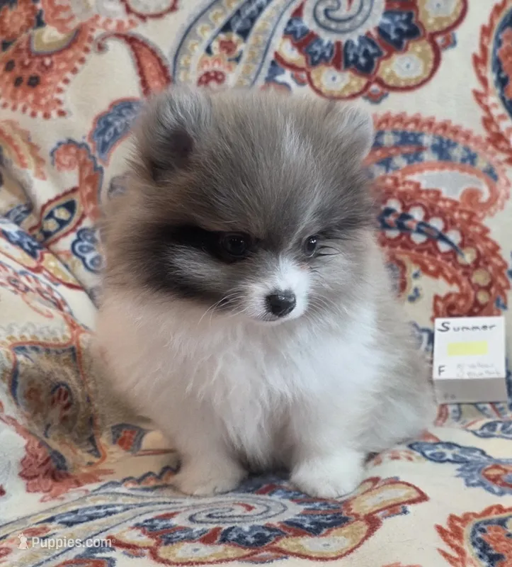 SUMMER – Pomeranian puppy for sale in Weatherford, TX