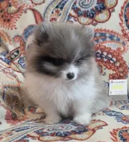 SUMMER, a female Pomeranian for sale in Weatherford, TX – 1 of 9