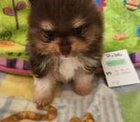 DUDE, a male Pomeranian for sale in Weatherford, TX – 9 of 10