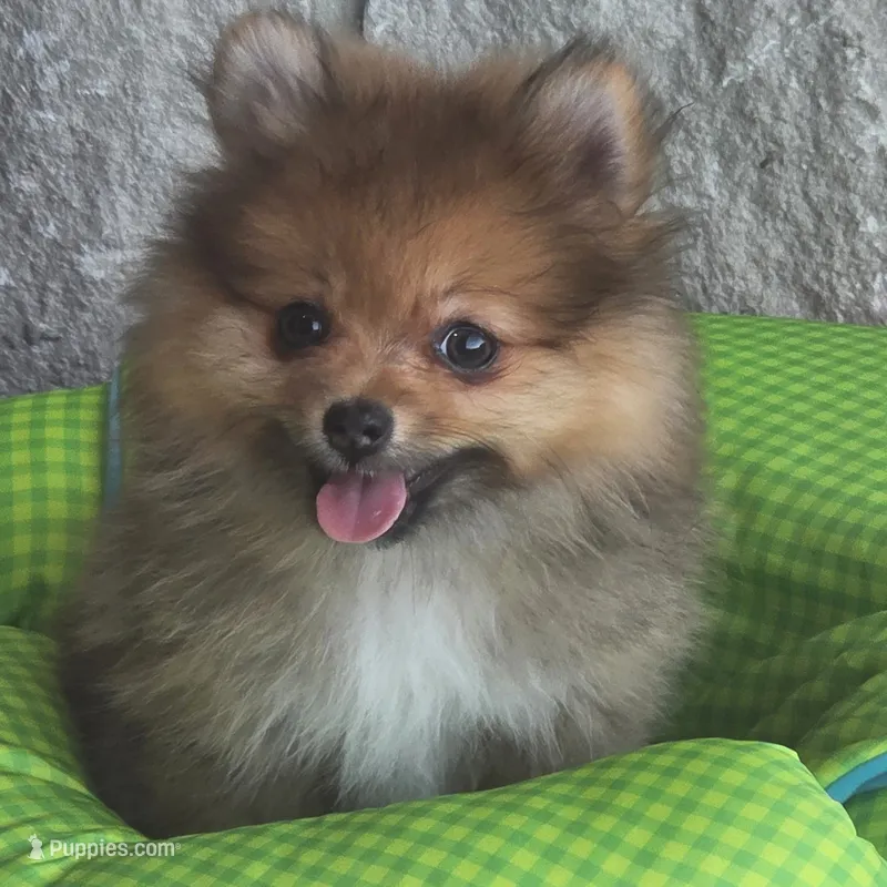 GRACE K  White Rib – Pomeranian puppy for sale in Weatherford, TX