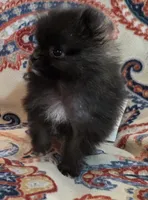 SANDY   Red Rib, a female Pomeranian for sale in Weatherford, TX – 4 of 10