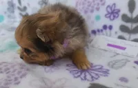 MARILYN  MONROE, a female Pomeranian for sale in Weatherford, TX – 5 of 9