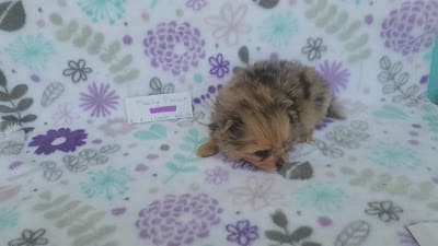 MARILYN  MONROE, a female Pomeranian for sale in Weatherford, TX – 10 of 10