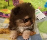 DUDE, a male Pomeranian for sale in Weatherford, TX – 2 of 10