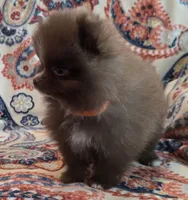 BARBIE  orange ribbon, a female Pomeranian for sale in Weatherford, TX – 8 of 10
