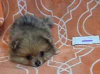 MARILYN  M Mauve Rib, a female Pomeranian for sale in Weatherford, TX – 4 of 10