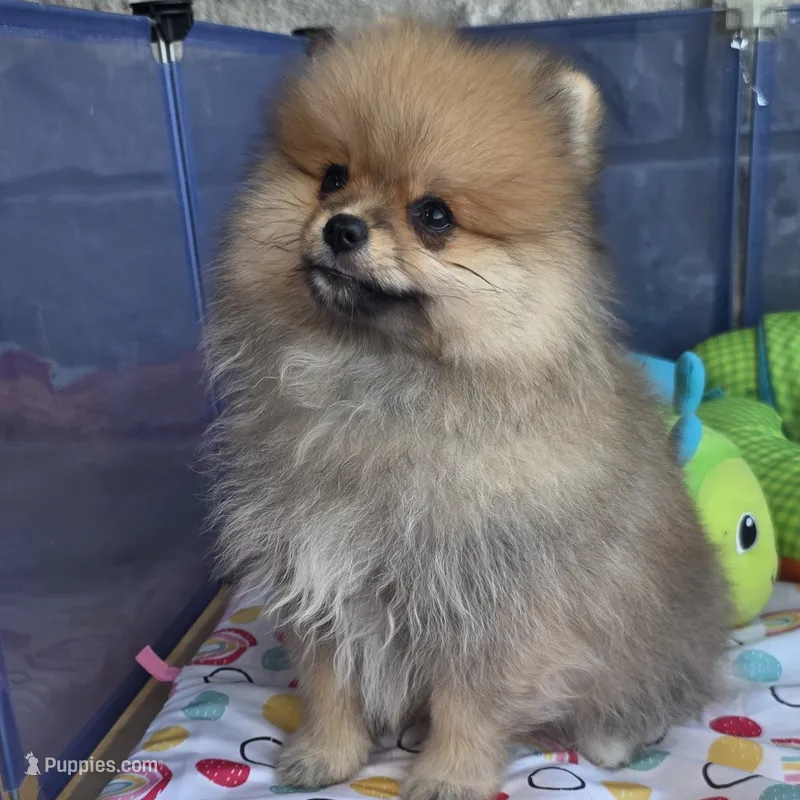 SEADOO  Blue Rib – Pomeranian puppy for sale in Weatherford, TX