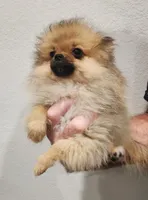 DANDY, a male Pomeranian for sale in Weatherford, TX – Photo 3 of 10