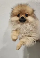 DANDY, a male Pomeranian for sale in Weatherford, TX – Photo 5 of 10