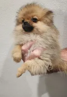DANDY, a male Pomeranian for sale in Weatherford, TX – Photo 7 of 10