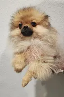 DANDY, a male Pomeranian for sale in Weatherford, TX – Photo 4 of 10