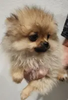 Dandy, a male Pomeranian for sale in Weatherford, TX – Photo 1 of 10