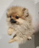 Dandy, a male Pomeranian for sale in Weatherford, TX – Photo 2 of 10