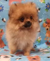 Dandy, a male Pomeranian for sale in Weatherford, TX – Photo 10 of 10