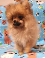 Dandy, a male Pomeranian for sale in Weatherford, TX – Photo 8 of 10