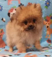 Dandy, a male Pomeranian for sale in Weatherford, TX – Photo 9 of 10