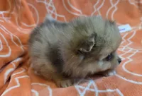 MARILYN  M Mauve Rib, a female Pomeranian for sale in Weatherford, TX – 9 of 10