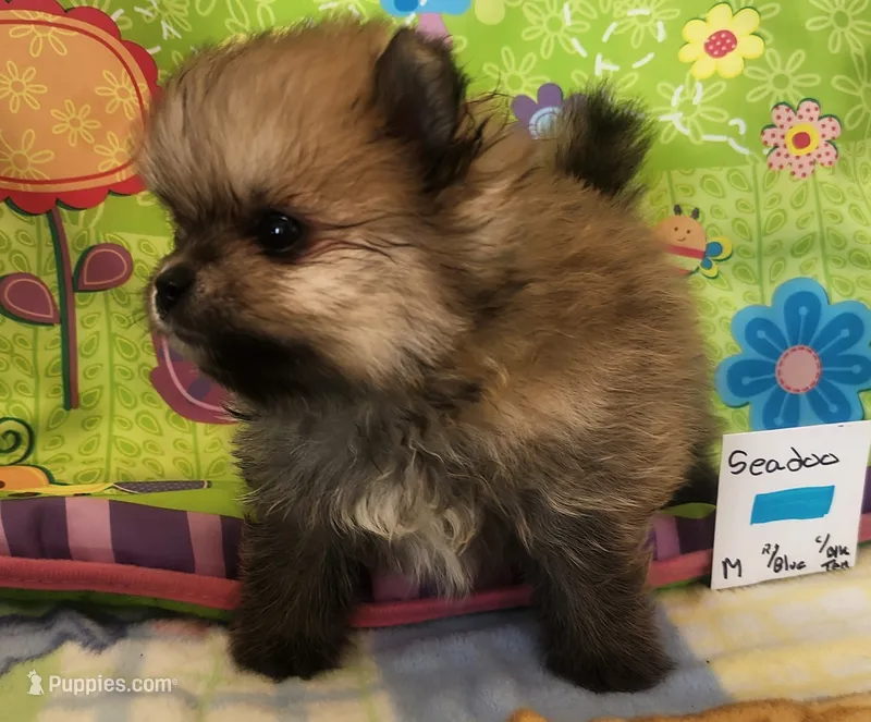 SEADOO – Pomeranian puppy for sale in Weatherford, TX