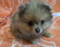 MARILYN  M Mauve Rib, a female Pomeranian for sale in Weatherford, TX – 8 of 10