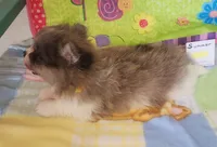 SUMMER, a female Pomeranian for sale in Weatherford, TX – 7 of 8