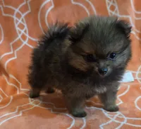 JUDY G   Pink Rib, a female Pomeranian for sale in Weatherford, TX – 5 of 9