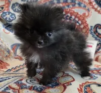 SANDY   Red Rib, a female Pomeranian for sale in Weatherford, TX – 7 of 10