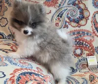 SUMMER, a female Pomeranian for sale in Weatherford, TX – 5 of 9