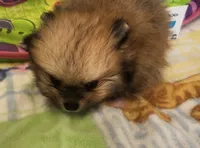 SEADOO, a male Pomeranian for sale in Weatherford, TX – 2 of 7