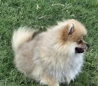 SEADOO  Blue Rib, a male Pomeranian for sale in Weatherford, TX – 2 of 10