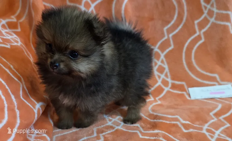 JUDY GARLAND – Pomeranian puppy for sale in Weatherford, TX