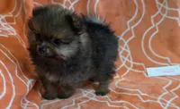 JUDY G   Pink Rib, a female Pomeranian for sale in Weatherford, TX – 1 of 9