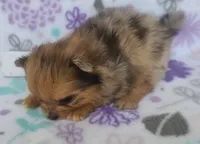 MARILYN  MONROE, a female Pomeranian for sale in Weatherford, TX – 6 of 9