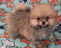SEADOO  Blue Rib, a male Pomeranian for sale in Weatherford, TX – 6 of 9
